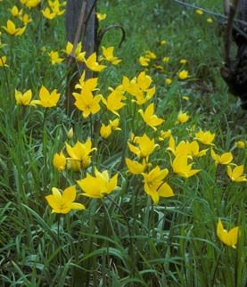Tulipa sylvestris, Wildtulpe