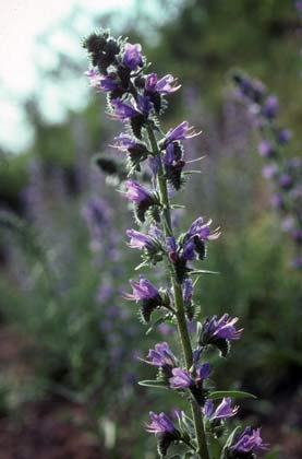 Echium vulgare Echium vulgare