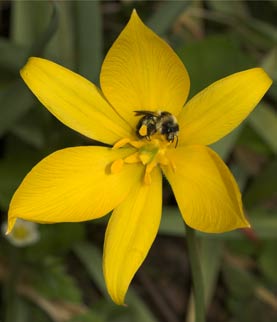 Tulipa sylvestris, Wildtulpe
