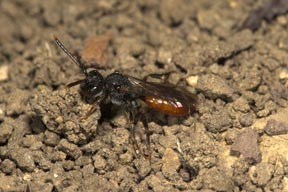 Nomada fabriciana - Weibchen
