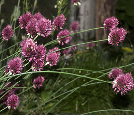 Allium sphaerocephalon