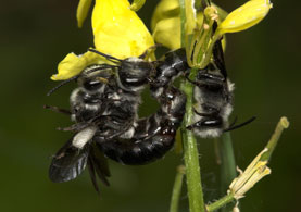 Andrena agilissima
