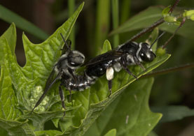 Andrena agilissima