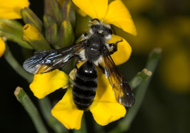Andrena agilissima M�nnchen