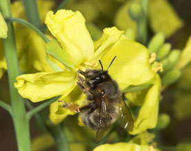 Anthophora plumipes an Rosenkohl