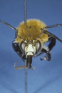 Frontalansicht Anthophora purpuraria M&auml;nnchen