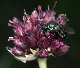 Hylaeus punctulatissimus auf Allium sphaerocephalon