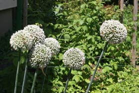 Allium porrum