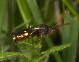Nomada hirtipes Weibchen