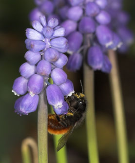 Osmia cornuta an Muscari