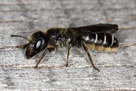 Osmia florisomnis - Weibchen