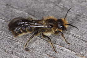 Osmia florisomnis - M&auml;nnchen