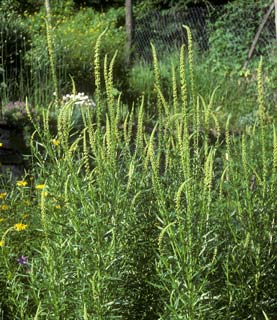Reseda luteola