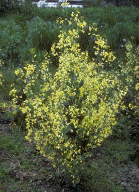 Brassica oleracea