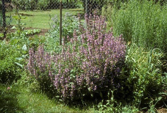 Salvia officinalis