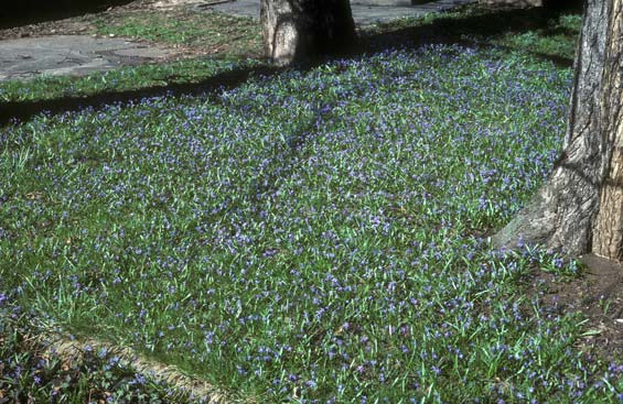 Scilla siberica