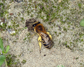 Colletes hederae Weibchen am Nest