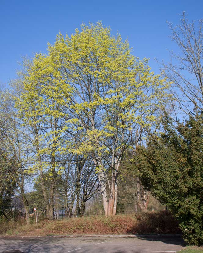 Acer platanoides