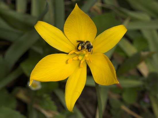 Andrena cineraria