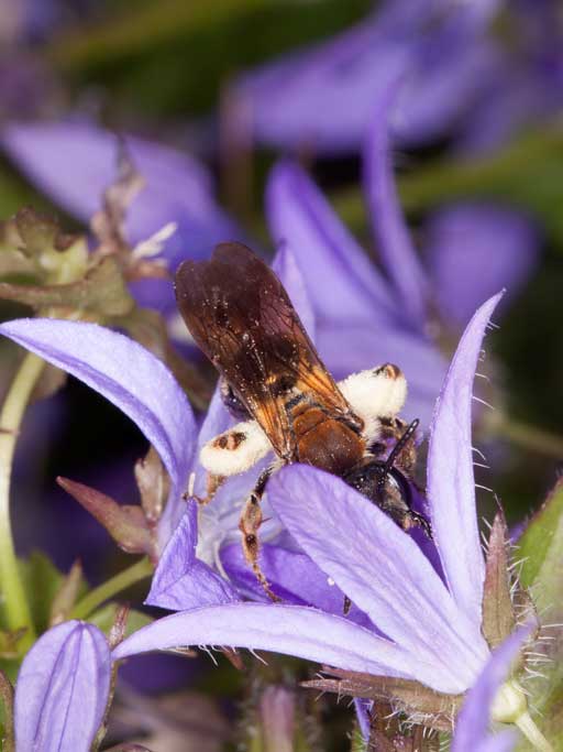 Andrena curvungula