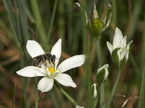 Andrena saxonica