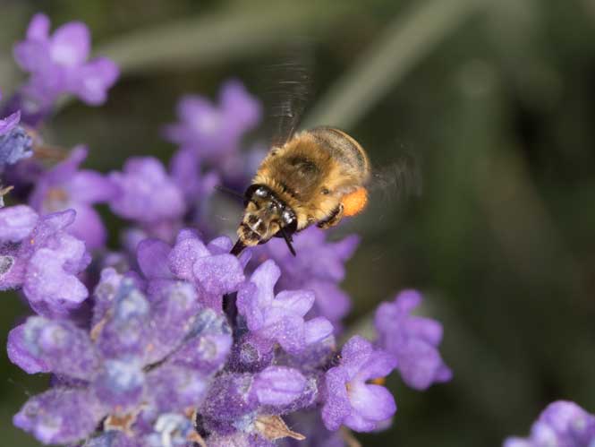 Anthophora pubescens