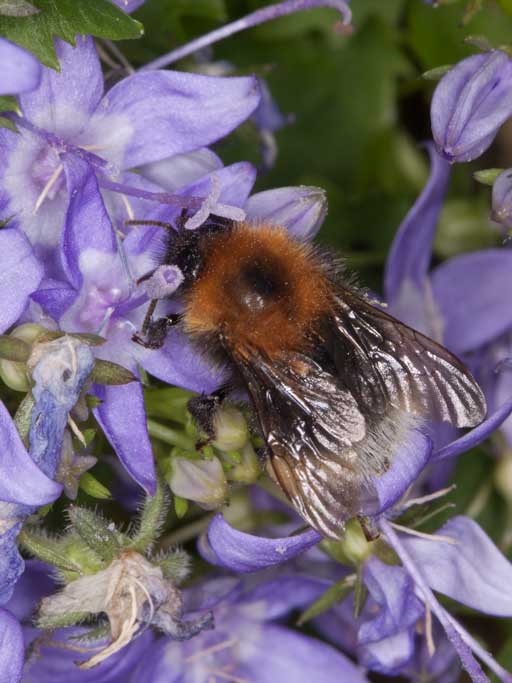 Bombus hypnorum