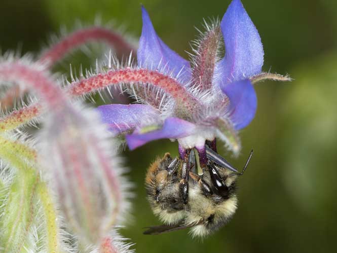 Bombus sylvarum