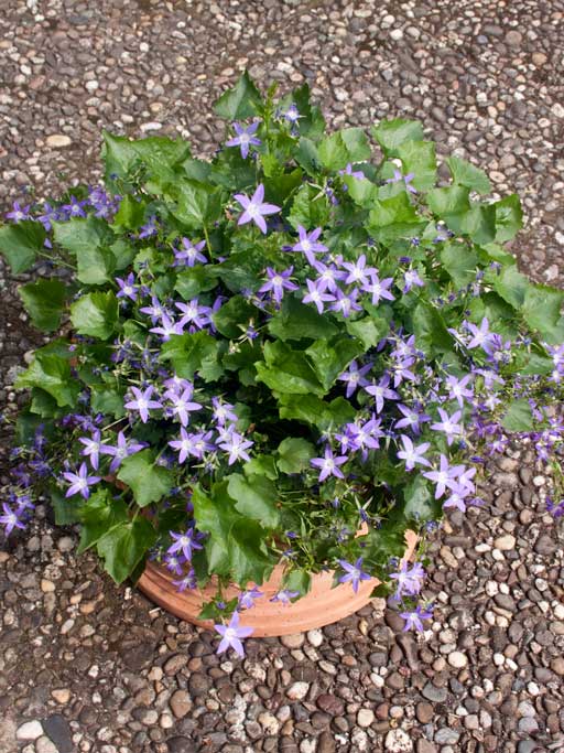 Campanula poscharskyana