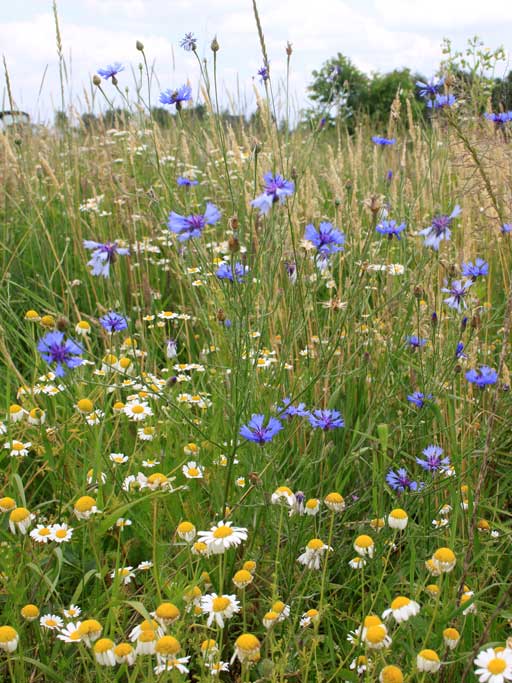 Centaurea cyanus