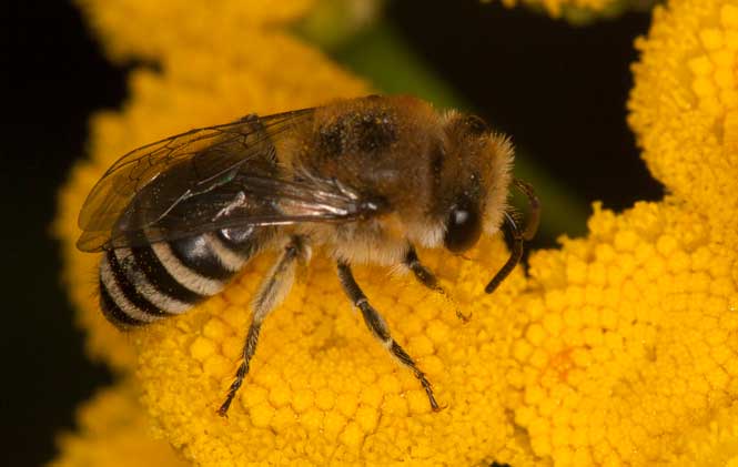 Colletes daviesanus