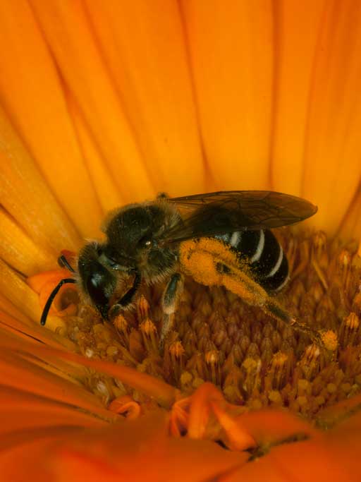 Halictus similis