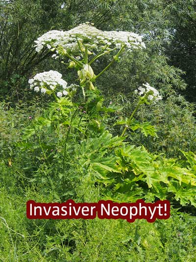 Heracleum mantegazzianum