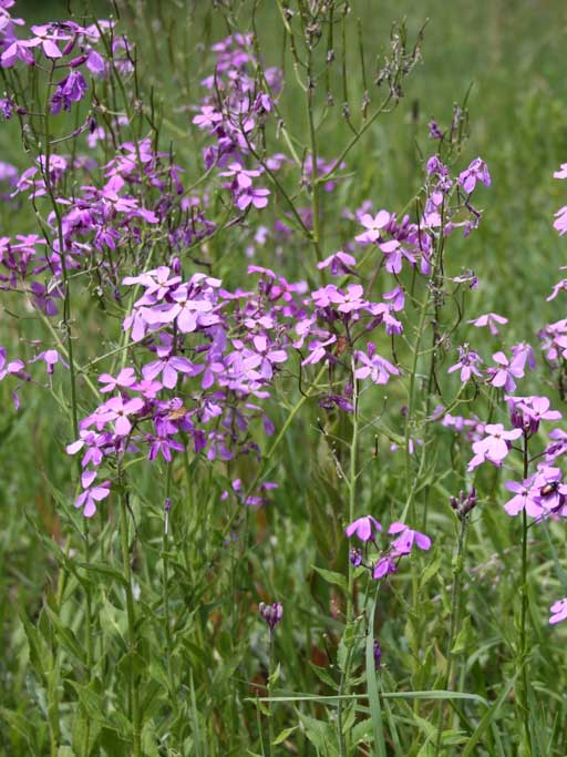 Hesperis matronalis