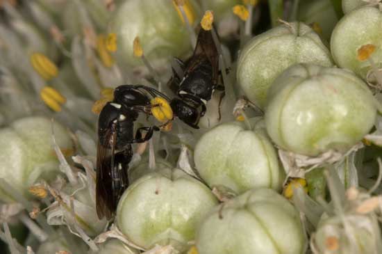 Hylaeus punctulatissimus