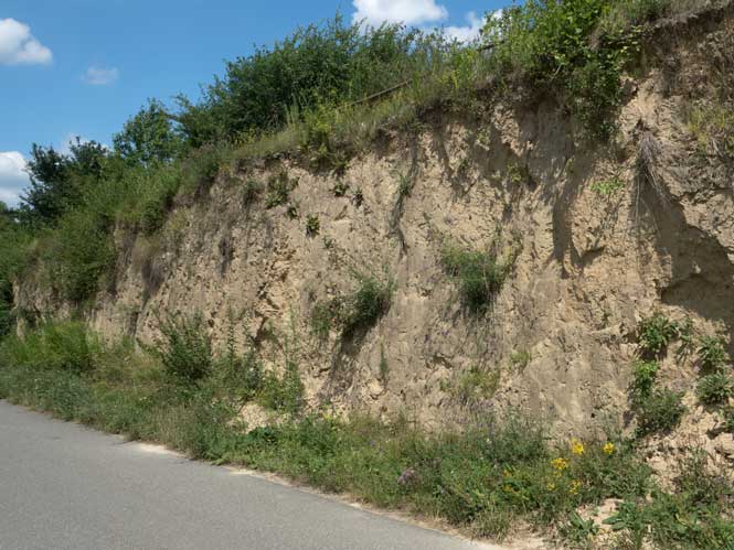 Lösswand