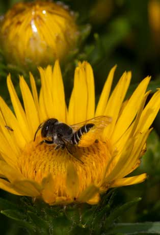 Megachile rotundata