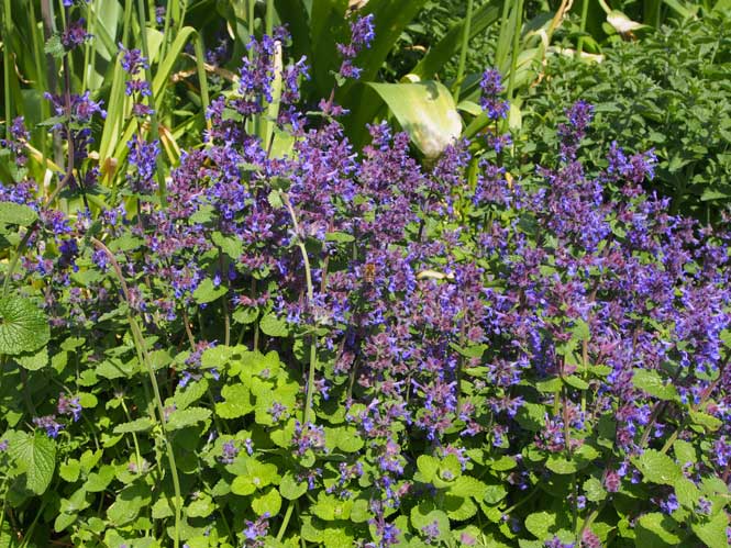 Nepeta fassenii