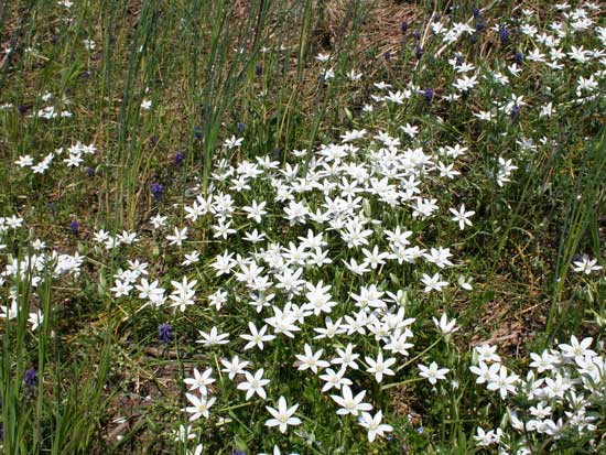 Ornithogalum umbellatum