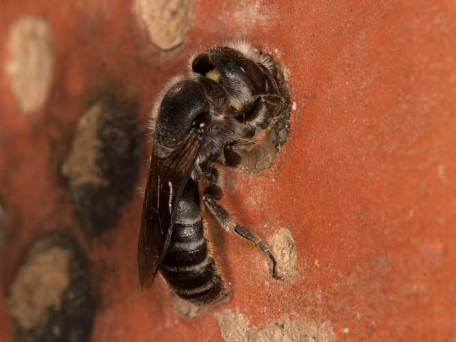 Osmia adunca