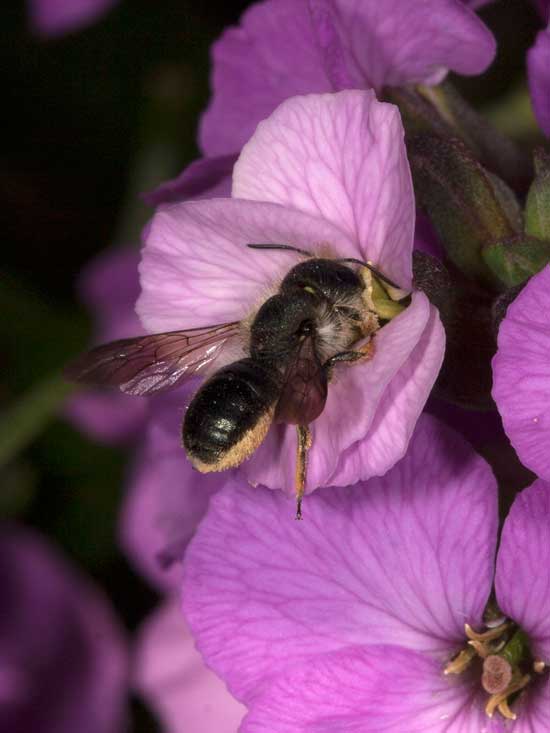 Osmia brevicornis