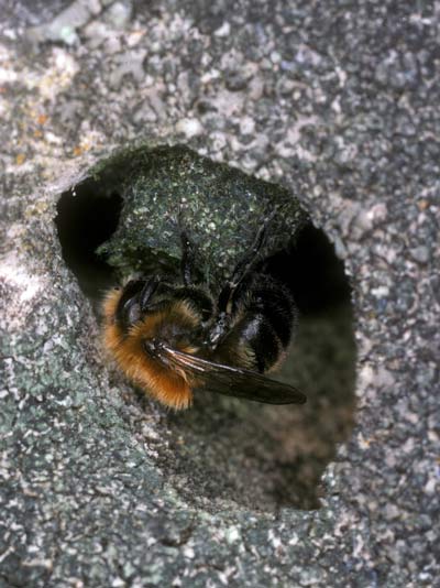 Osmia inermis