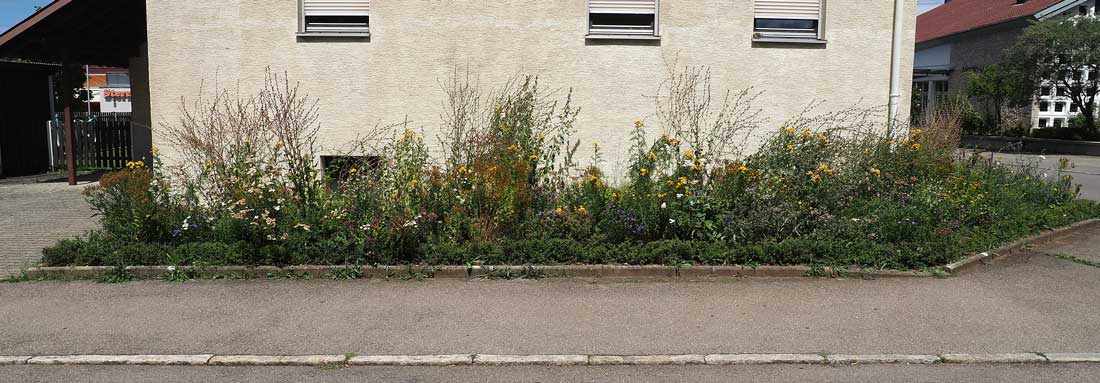 Staudenpflanzung