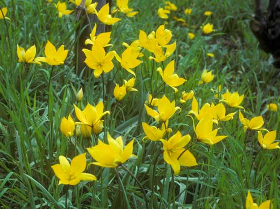 Tulipa sylvestris