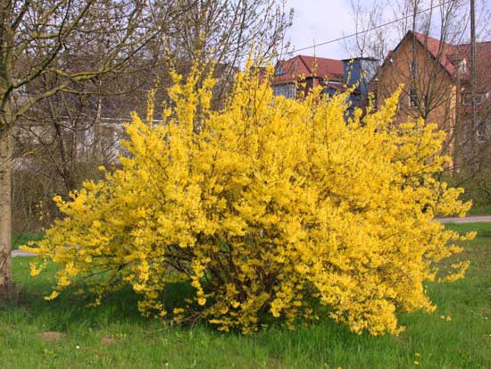 Forsythie