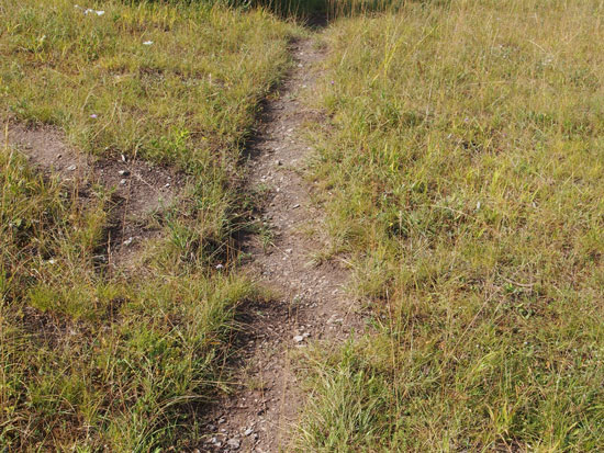 Trampelpfad