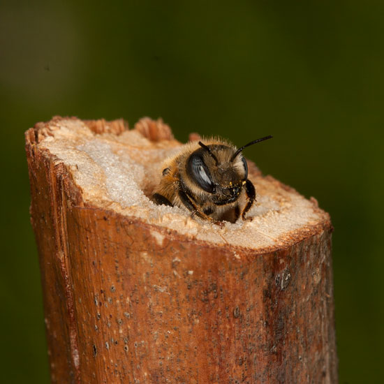 Osmia tridentata - Nesteingang