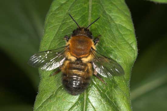 Megachile nigriventris