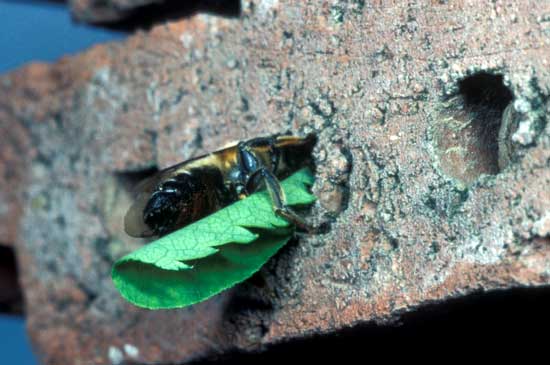 Megachile willugbiella
