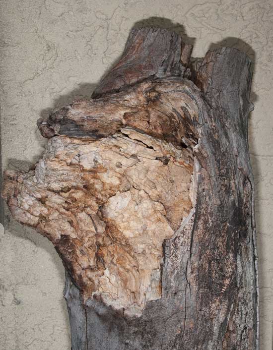 Morschholz